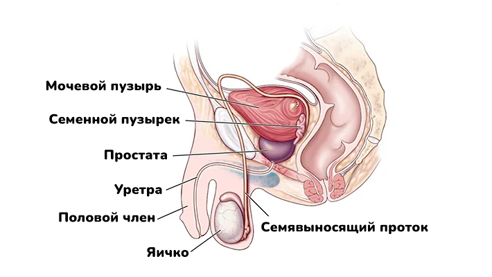Через какие органы проникает везикулит