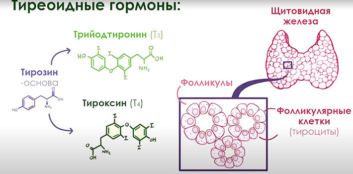 Гормоны щитовидной железы