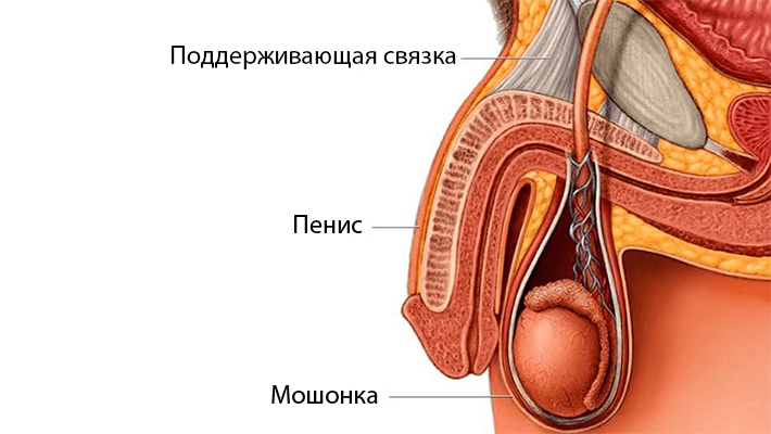 Что такое лигаментотомия
