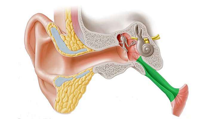 Что такое продувание слуховых труб по Политцеру